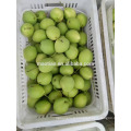 Année 2016 Nouvelle saison Shandong Pears